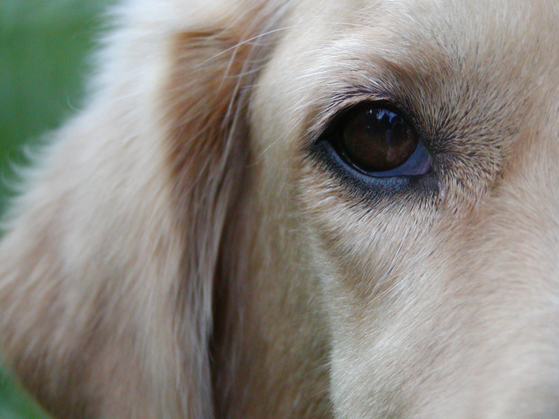 Golden_Retriever_Saluki__Burr_